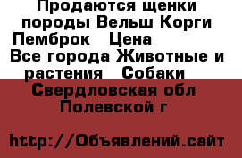 Продаются щенки породы Вельш Корги Пемброк › Цена ­ 40 000 - Все города Животные и растения » Собаки   . Свердловская обл.,Полевской г.